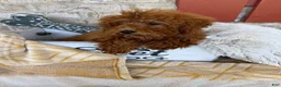 Mixed Breed dogs for sale: Jenny - Ad 5