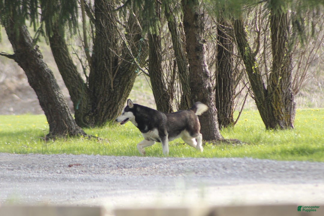 Siberian Husky dogs for sale: Siberian Husky Puppy 1 - Ad 8