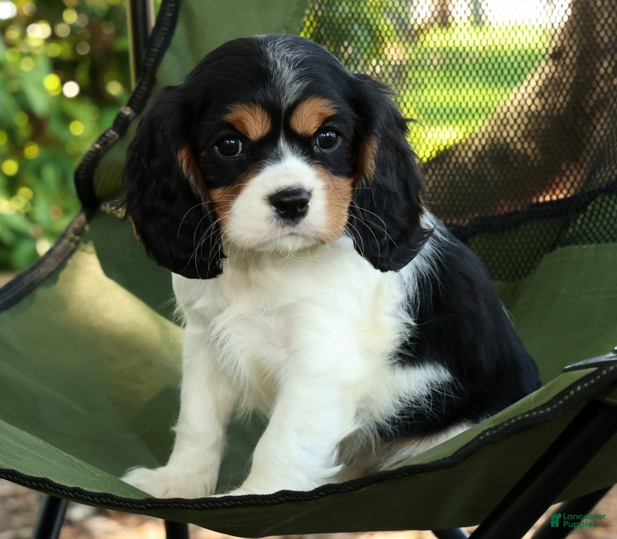 Cavalier King Charles Spaniel dogs for sale: Carla - Ad 8