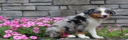 Australian Shepherd dogs for sale: Parker - Ad 3