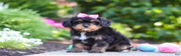 Cavapoo dogs for sale: Millie - Ad 13