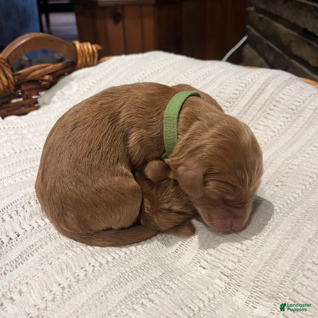 Irish Doodle dogs for sale: Light Green Collar - “Freeman” - Ad 1