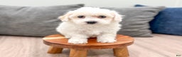 Bichpoo dogs for sale: Leo - Ad 3