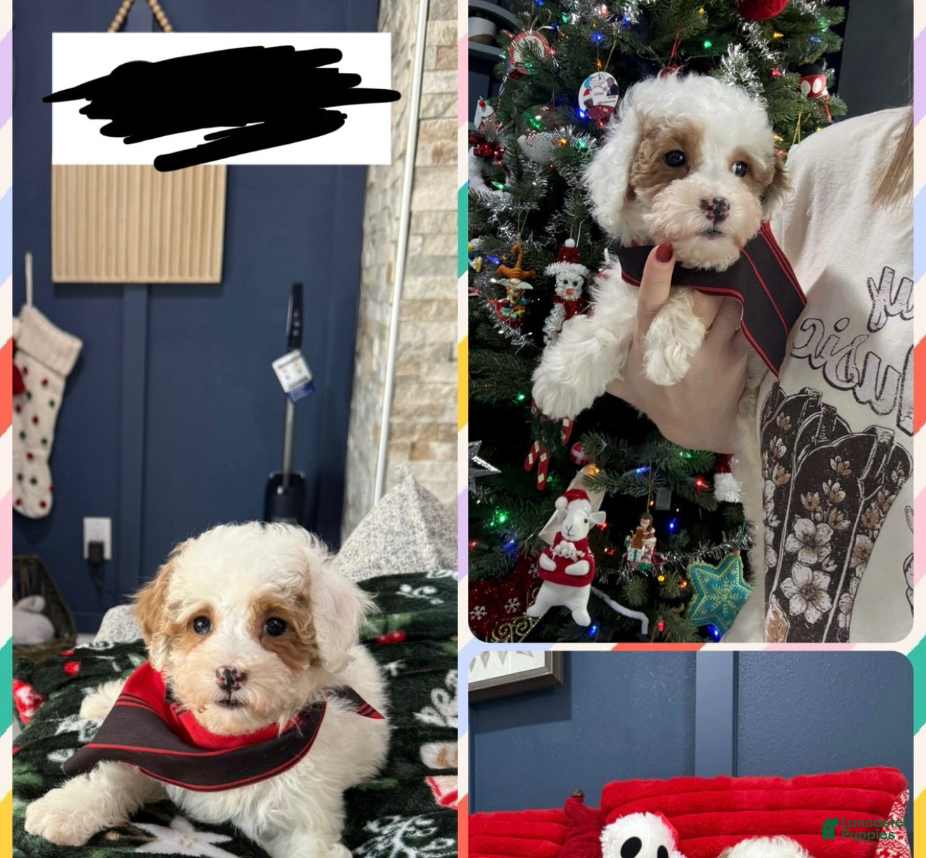 Toy Poodle dogs Toy Poodle Puppy 1 - Ad 13