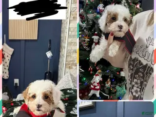 Toy Poodle dogs Toy Poodle Puppy 1 - Ad 13