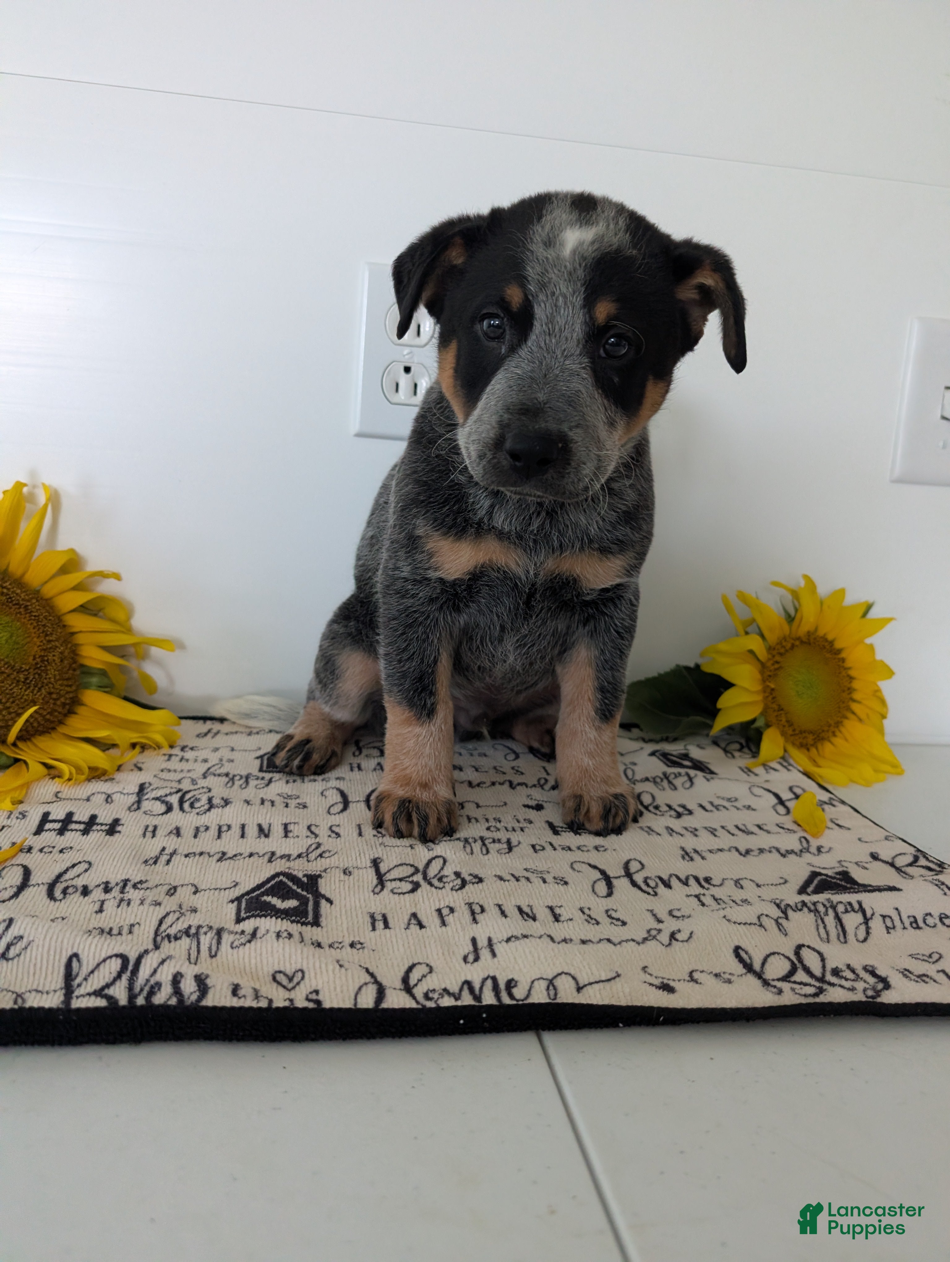 Australian Cattle Dog dogs Buck  - Ad 1