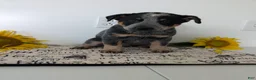 Australian Cattle Dog dogs for sale: Buck  - Ad 1