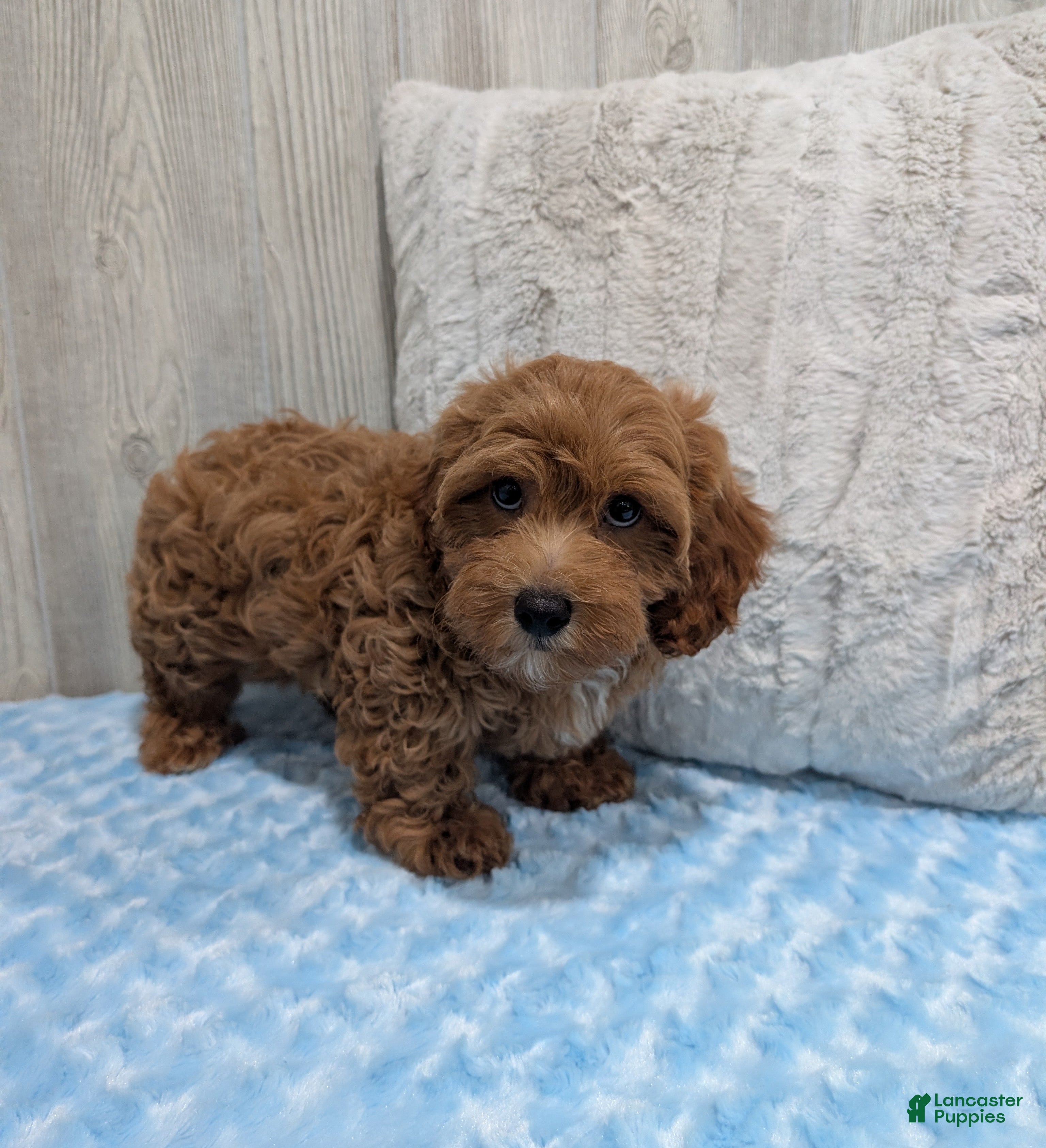 Cavapoo dogs Lincoln - Ad 2