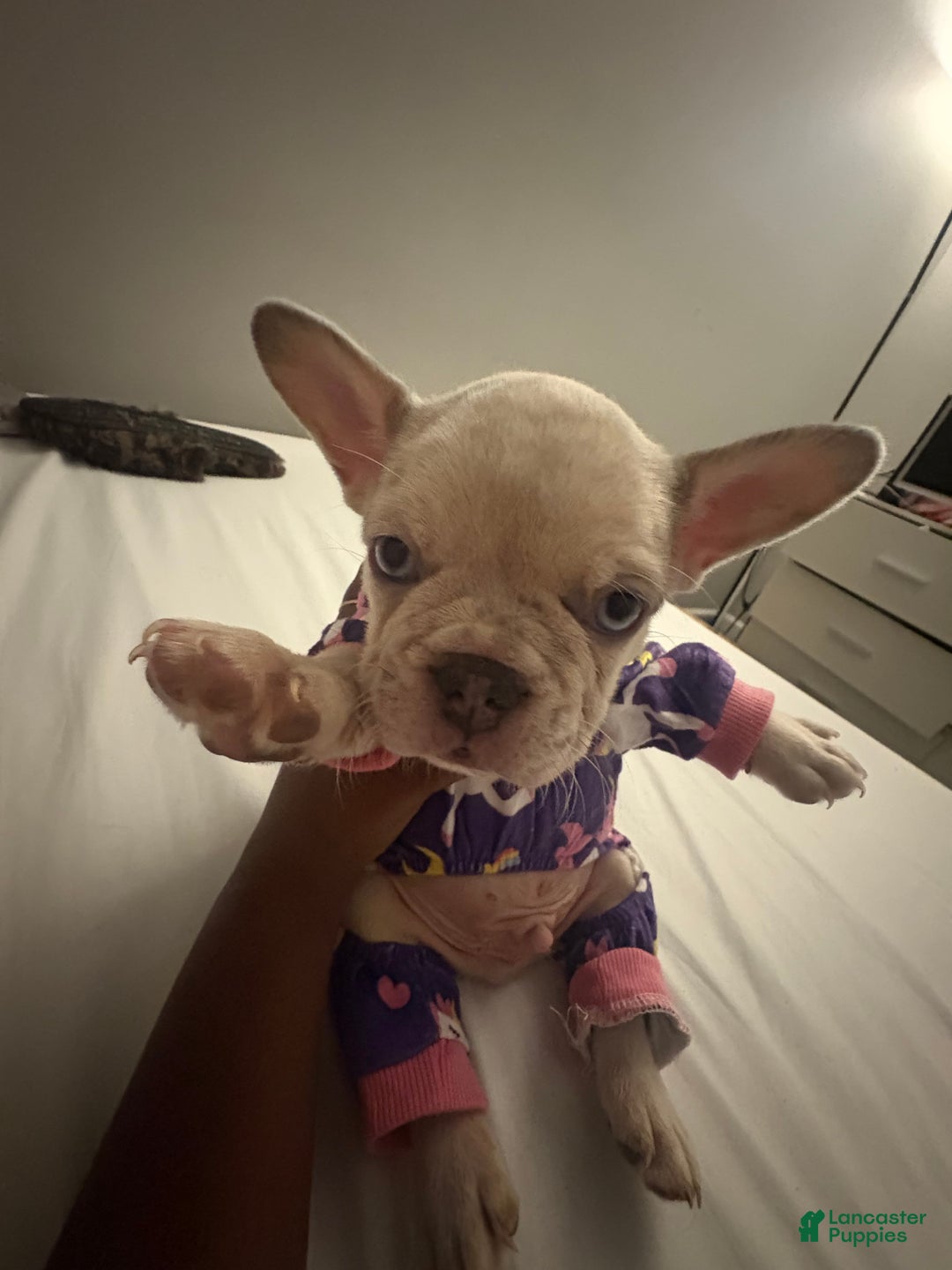 French Bulldog dogs for sale: boots - Ad 1