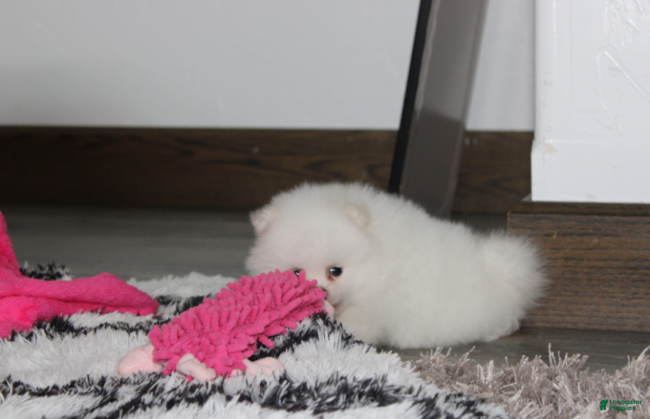 Pomeranian dogs Reese - Ad 2