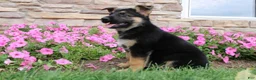 German Shepherd dogs for sale: Hank - Ad 3