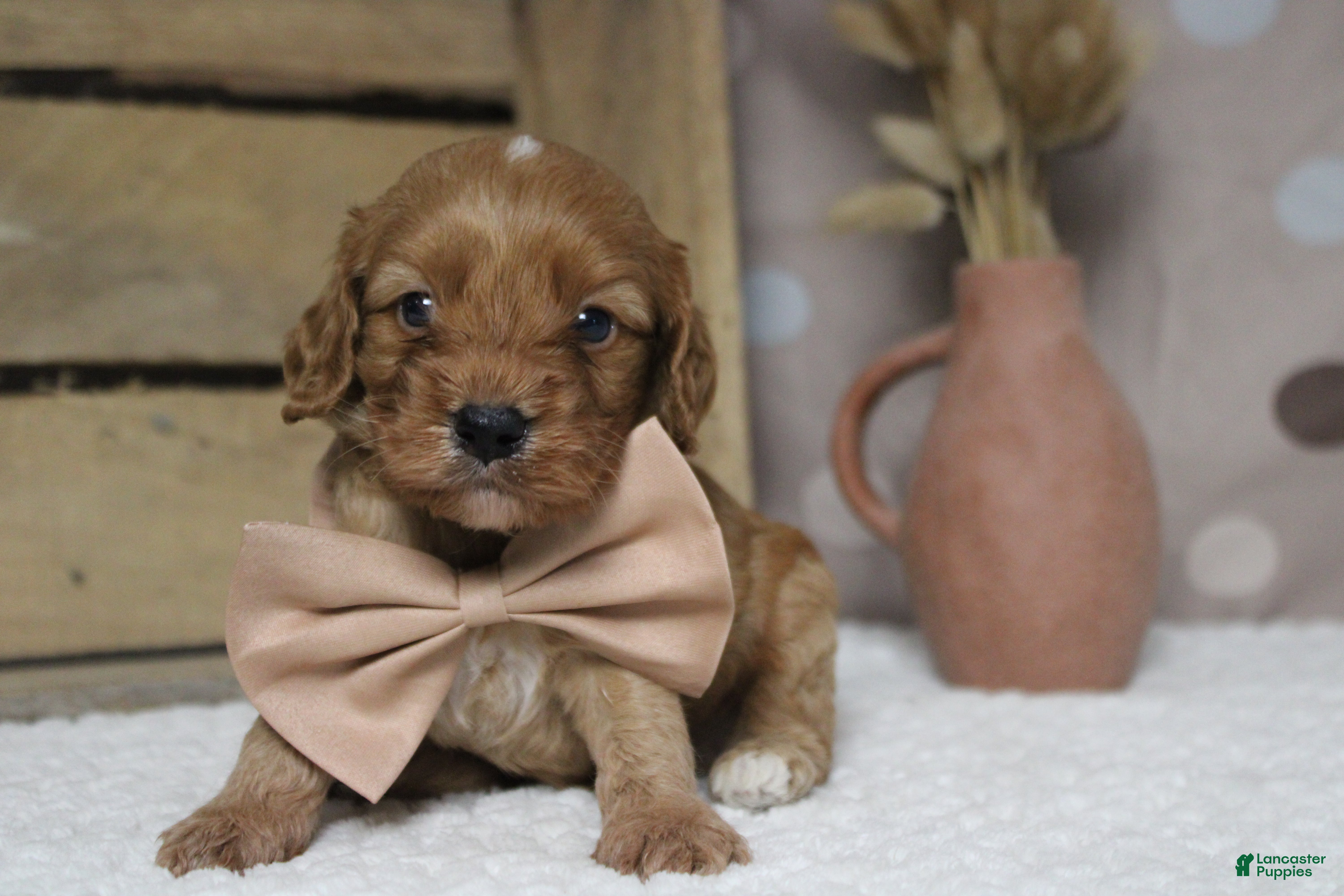 Cockapoo dogs Sherbet - Ad 7