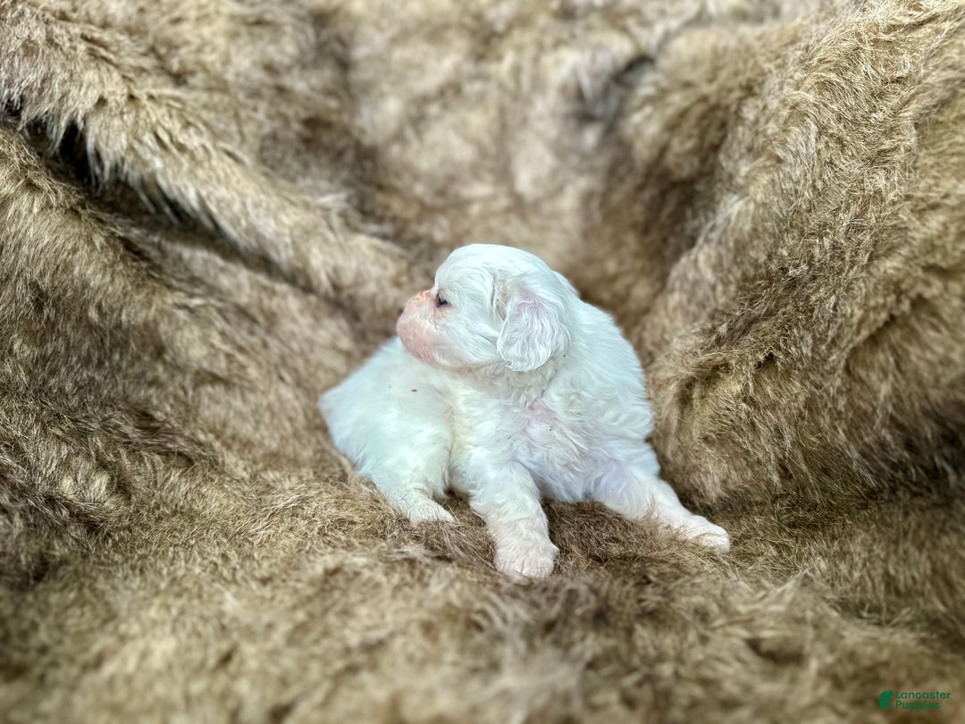 Mixed Breed dogs for sale: Snow White - Ad 2