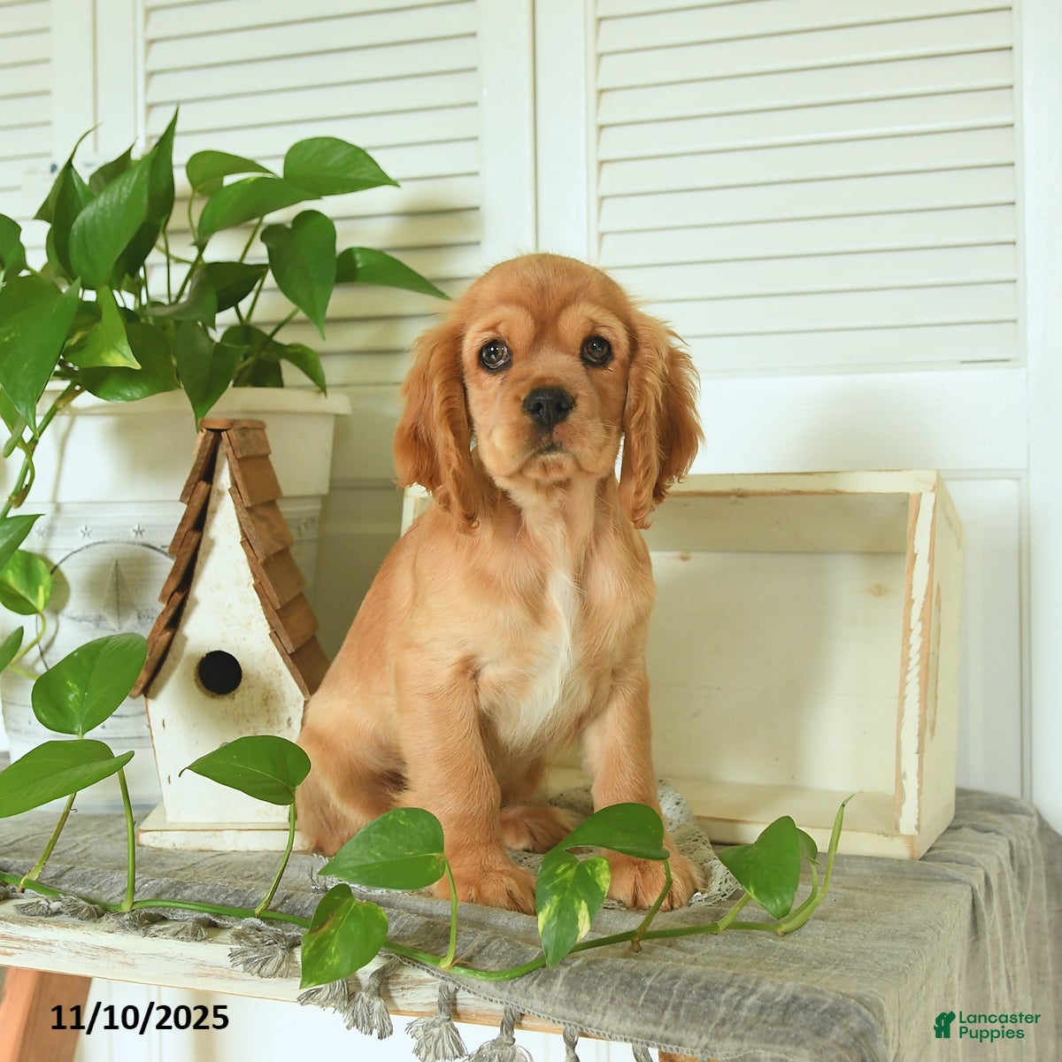 Cocker Spaniel dogs Ami  - Ad 6