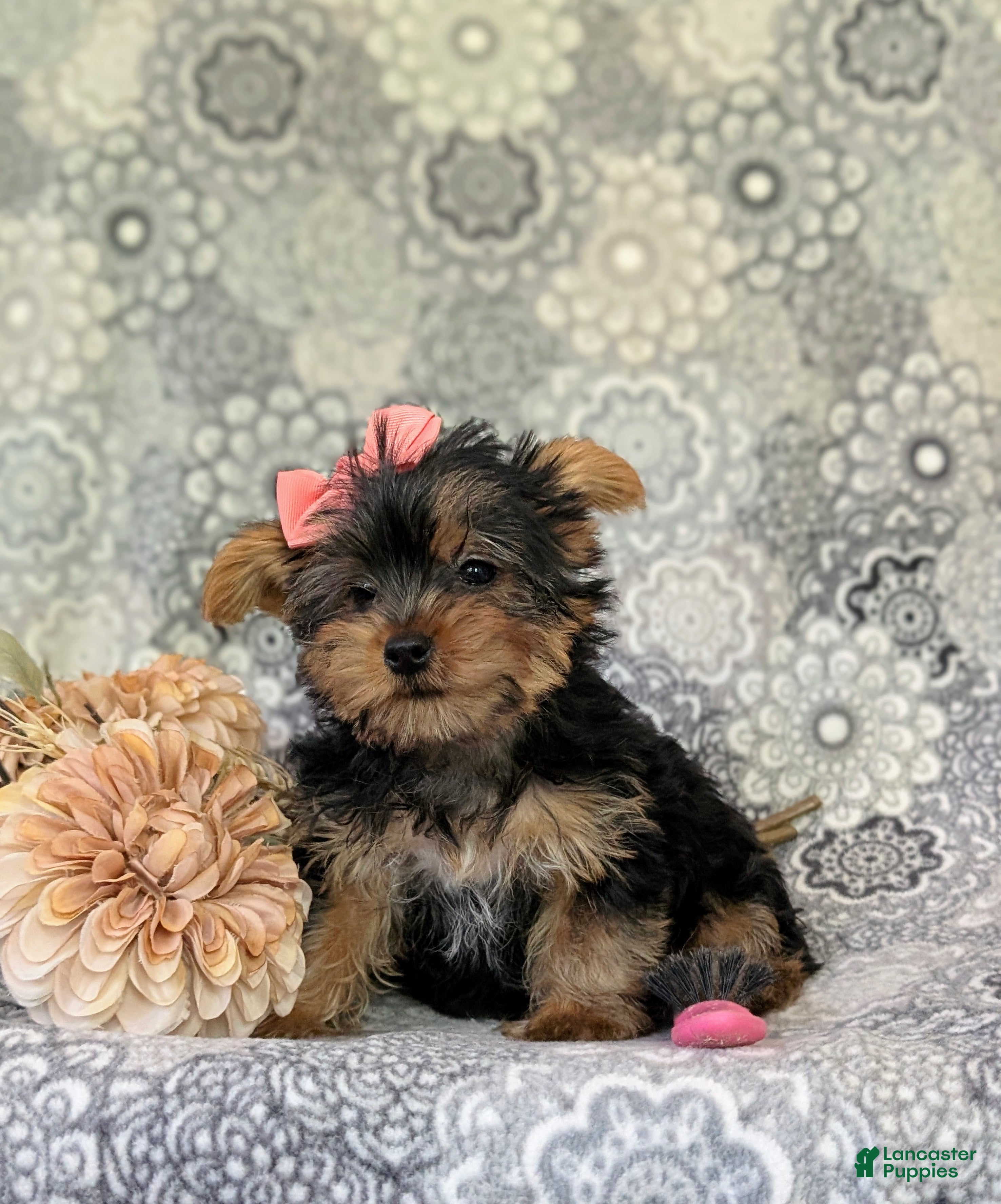 Yorkshire Terrier dogs for sale: Lindie 7 lbs Full Grown - Ad 6