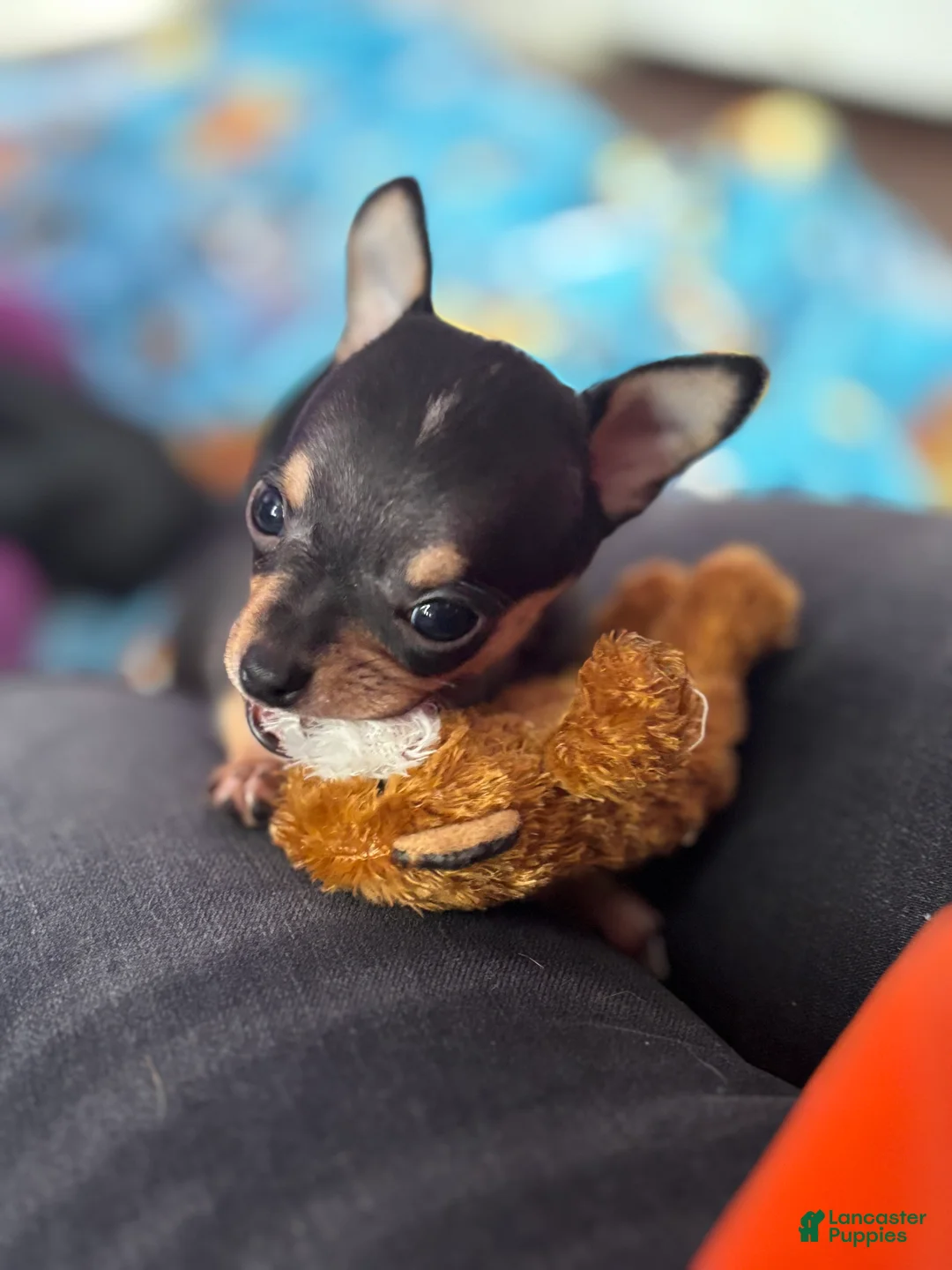 Chihuahua dogs for sale: Chihuahua Puppy 2 - Ad 2