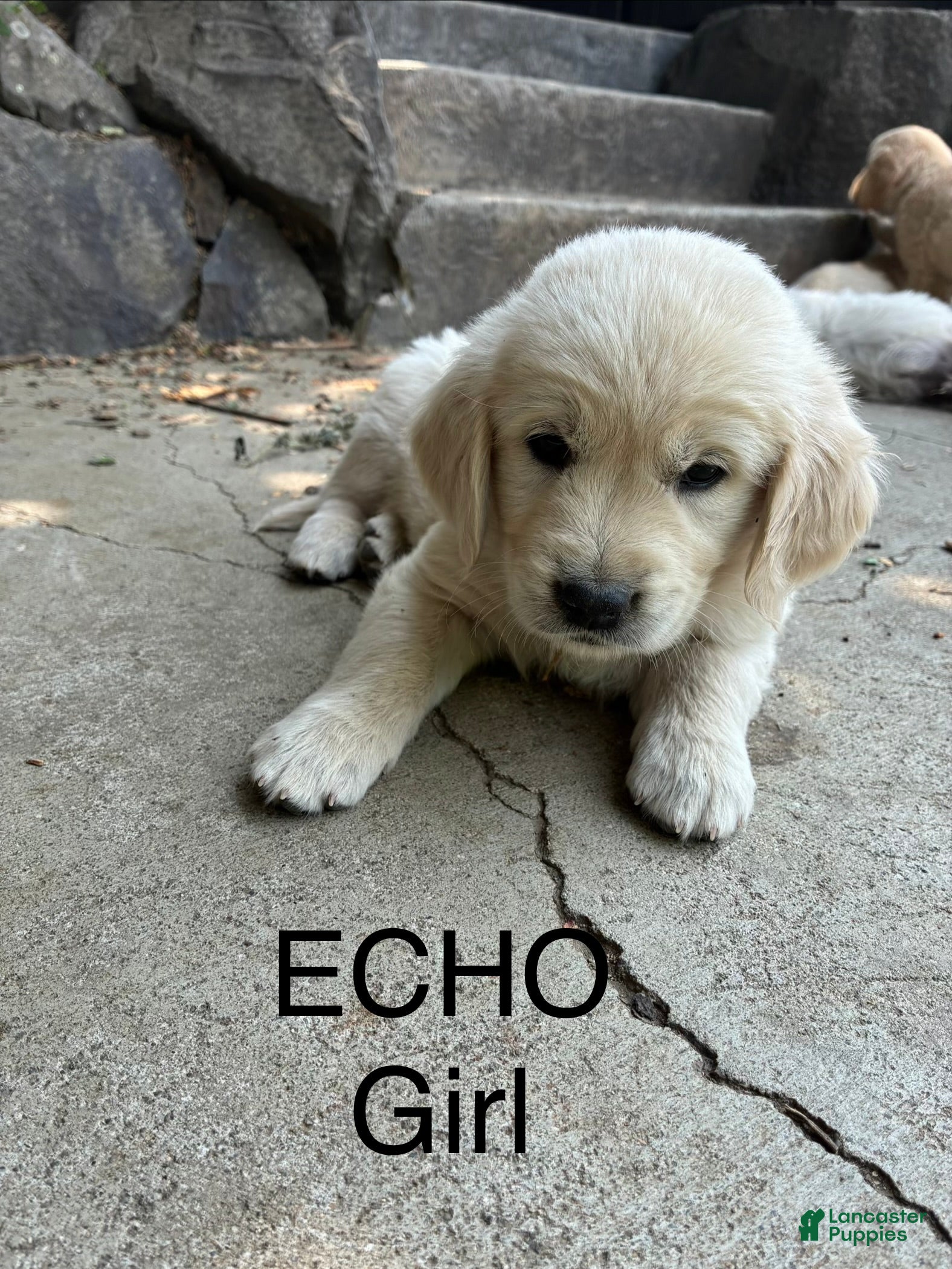 Goldador dogs Echo - Ad 27