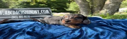 Miniature Dachshund dogs for sale: Russian dapple - Ad 9