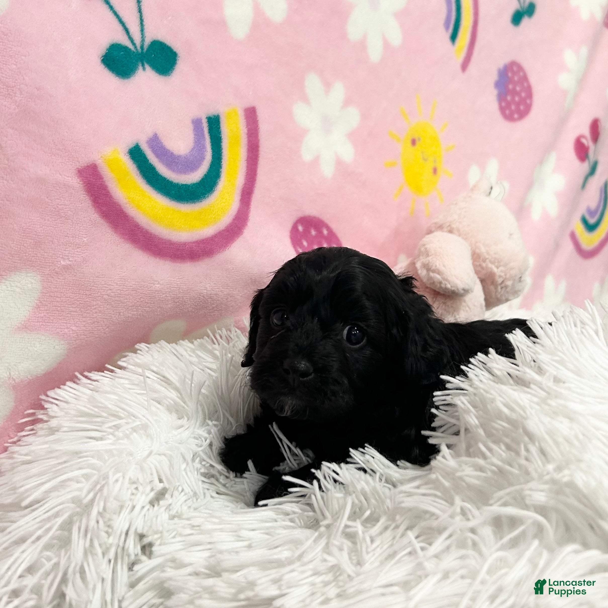 Cavapoo dogs for sale: Sadie - Ad 2