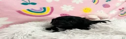 Cavapoo dogs for sale: Sadie - Ad 1