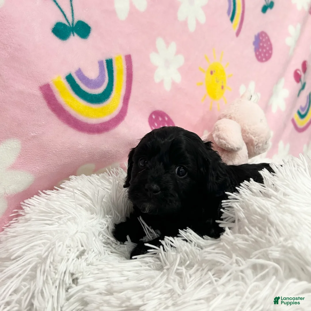 Cavapoo dogs for sale: Sadie - Ad 1