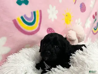 Cavapoo dogs for sale: Sadie - Ad 2