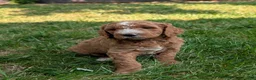 Goldendoodle dogs for sale: Suzy - Ad 7