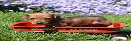 Miniature Dachshund dogs for sale: Barbie - Ad 6