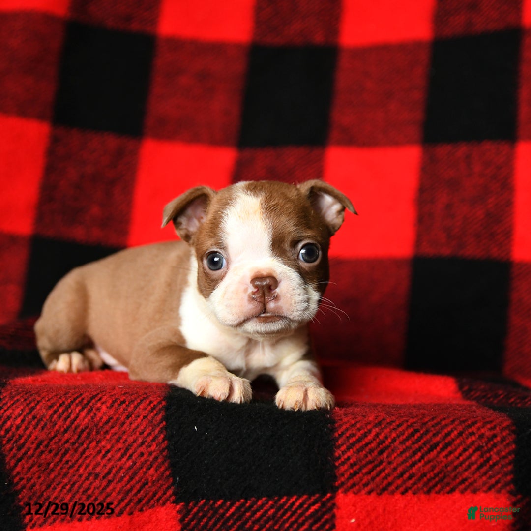 Boston Terrier dogs for sale: Laura - Ad 3