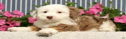 Mini Bernedoodle dogs for sale: Jayce - Ad 4