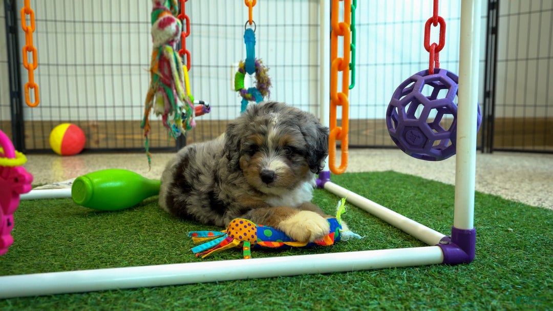 Gallery Image {{count}}