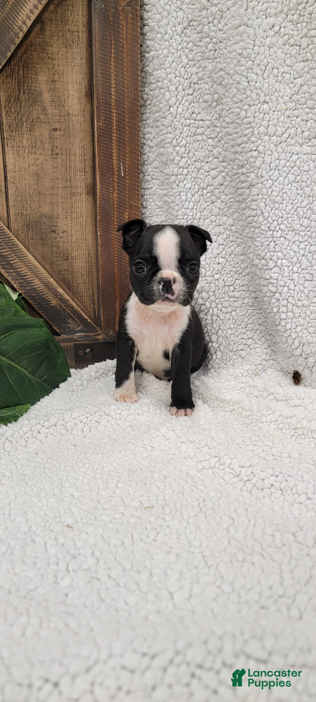 Boston Terrier dogs for sale: Beatrice - Ad 1