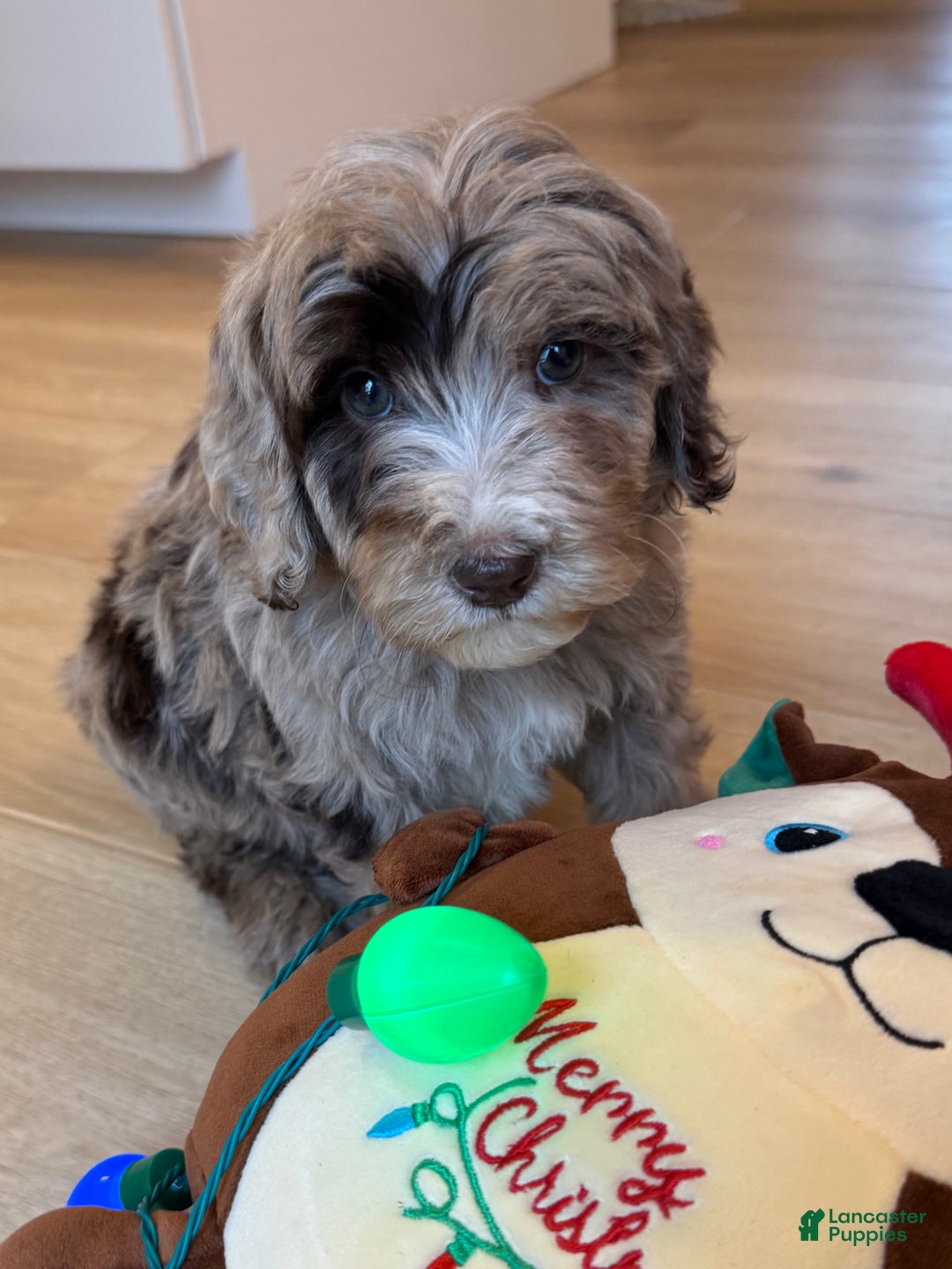 Mini Goldendoodle dogs for sale: Winston - Ad 2