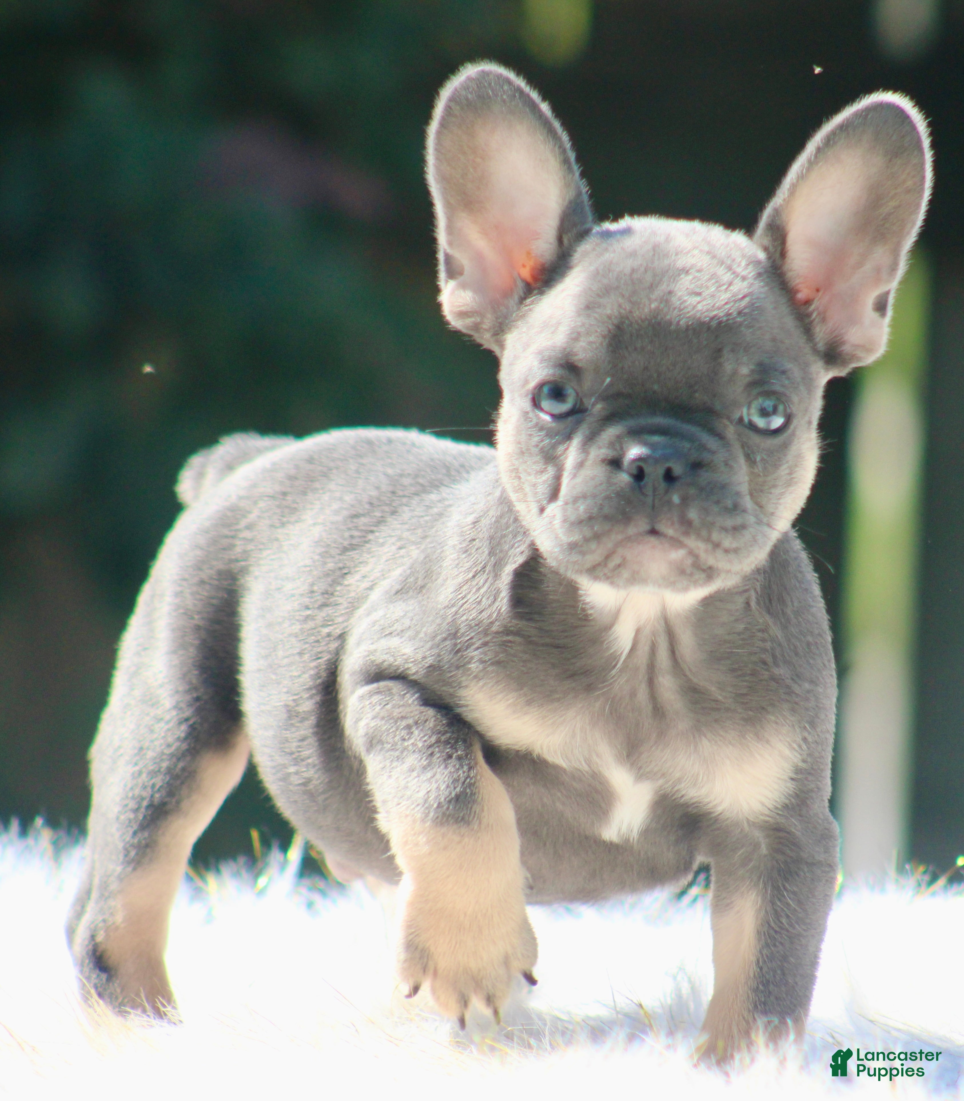 French Bulldog dogs Freddie  - Ad 2