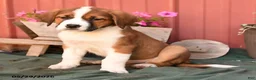 Mixed Breed dogs for sale: Kelly - Ad 3