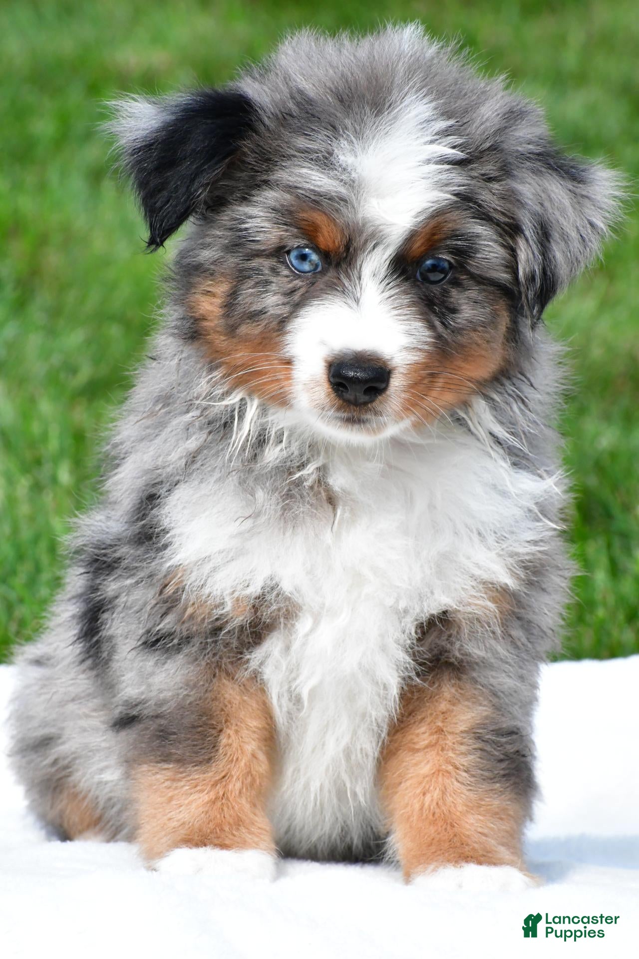 Miniature Australian Shepherd dogs Weston - Ad 1