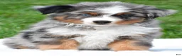 Miniature Australian Shepherd dogs for sale: Weston - Ad 1