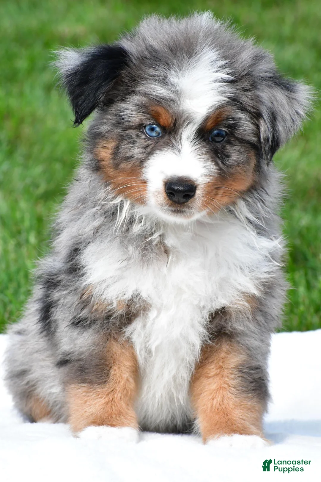 Miniature Australian Shepherd dogs for sale: Weston - Ad 1