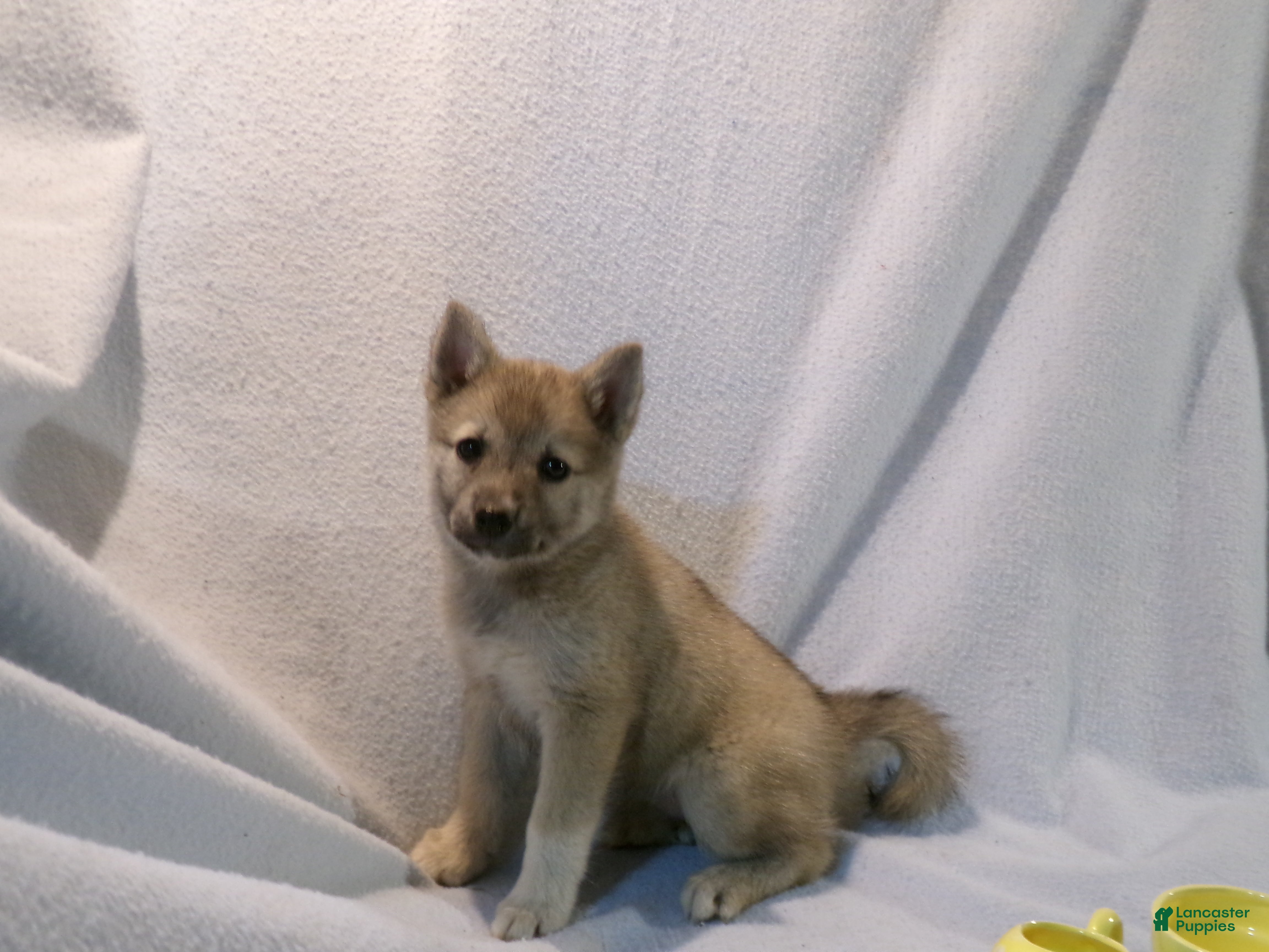 Pomsky dogs Mocha - Ad 1