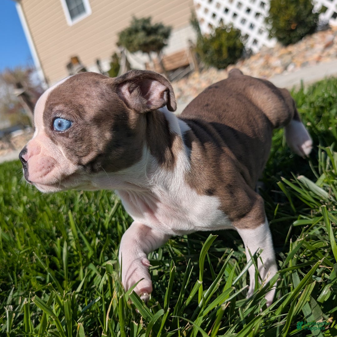 Boston Terrier dogs for sale: Lavender - Ad 7