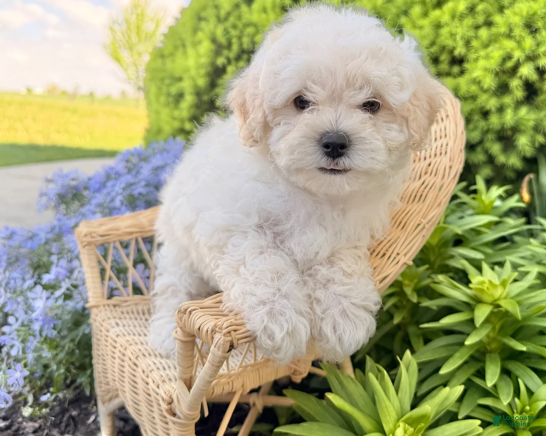 Bichpoo dogs for sale: Mandy  - Ad 2