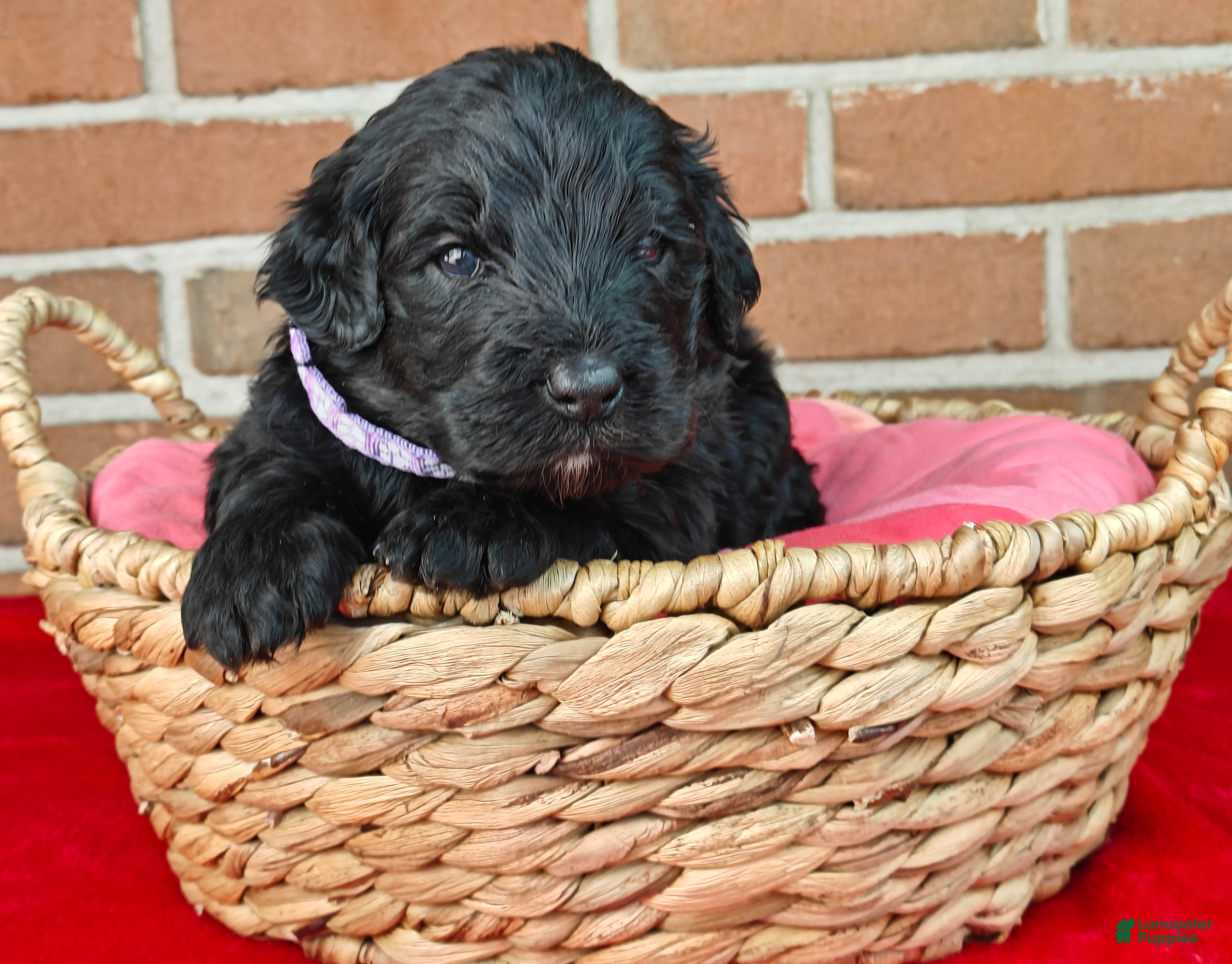 Bernedoodle dogs Shadow  - Ad 2