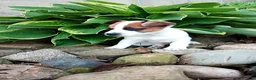Jack Russell Terrier dogs for sale: Patches - Ad 2
