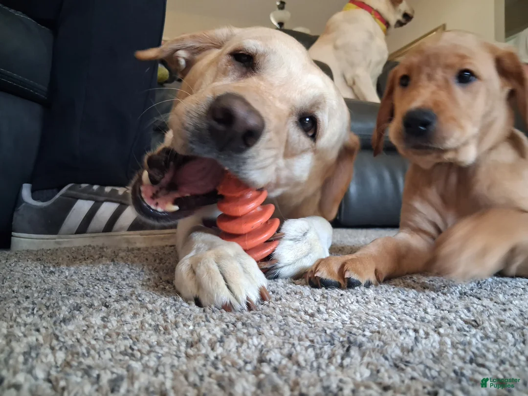 Mixed Breed dogs for sale: Orange collar - Ad 1