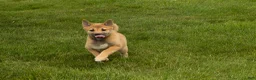 Shiba Inu dogs for sale: Jake - Ad 3