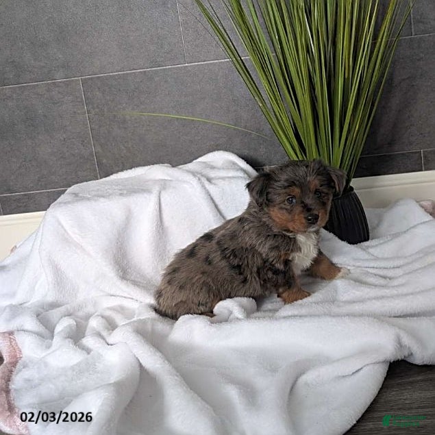 Mixed Breed dogs Nacho - Ad 2