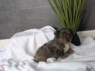 Mixed Breed dogs Nacho - Ad 2