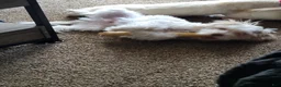 Mixed Breed dogs for sale: Cooka-poo - Ad 5