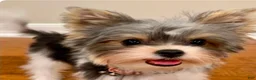 Yorkiepoo dogs for sale: Yorkiepoo Puppy 3 - Ad 3