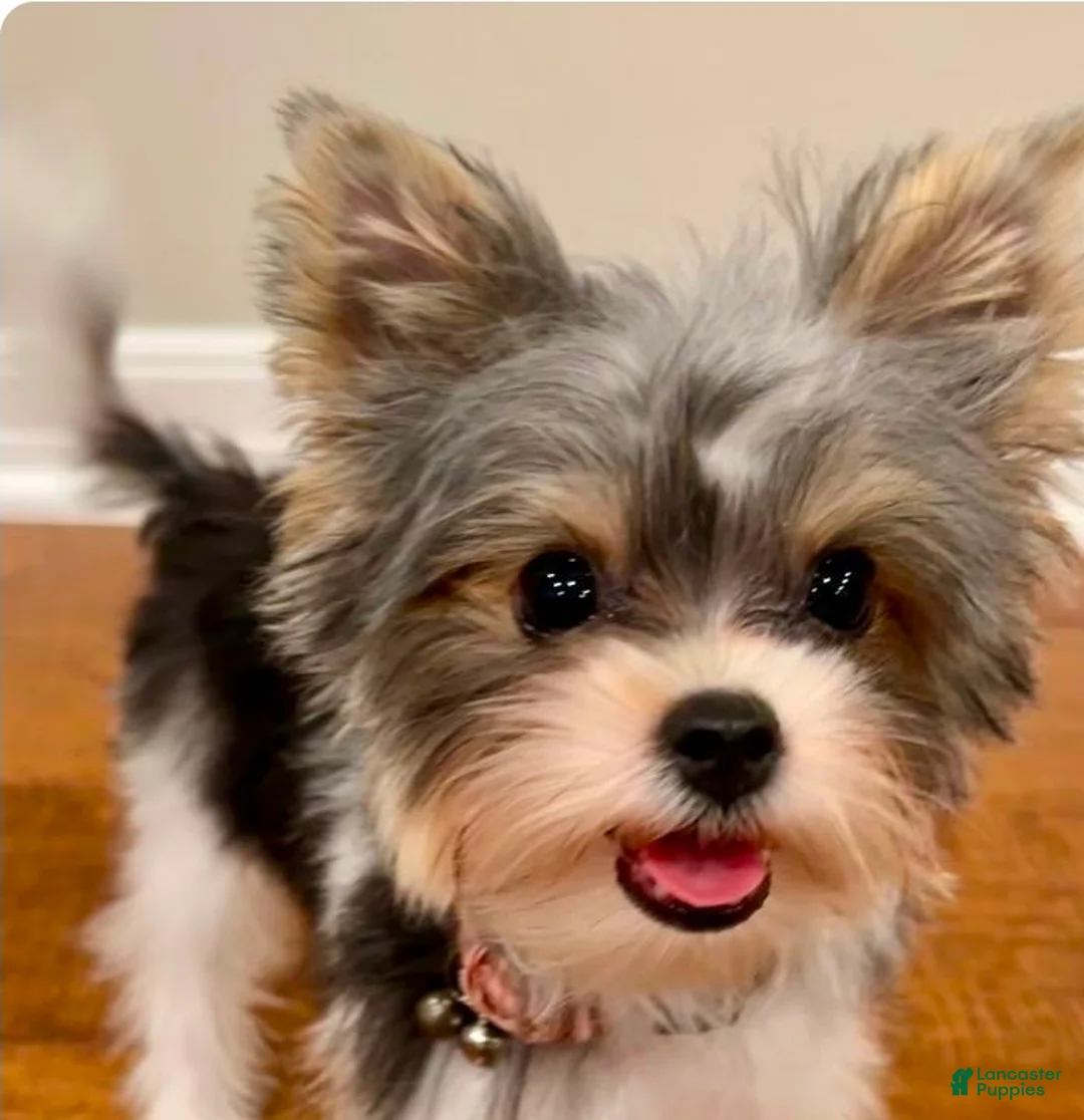 Yorkiepoo dogs for sale: Yorkiepoo Puppy 3 - Ad 3